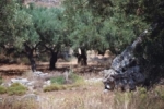 Aantal olijfbomen in de bergen van Zakynthos